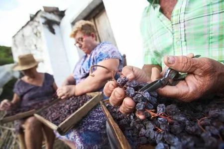 Ruta de la pasa en Málaga